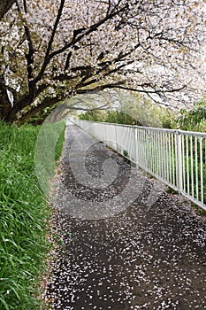 Cherry blossom petals on the path