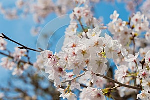 Cherry blossom at Philosopher`s Walk Tetsugaku-no-michi in Kyoto, Japan