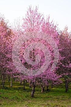 Cherry Blossom at Phu Lom Lo