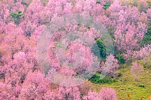 Cherry Blossom at Phu Lom Lo