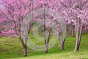 Cherry Blossom at Phu Lom Lo