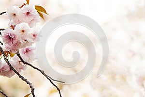 Cherry blossom, pink flowers in blooming with nice background