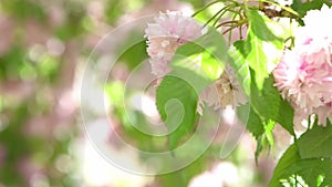 Cherry blossom. Pink flowers in spring. Trees in the garden in sunlight. Floral natural background. Petal bud flower