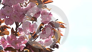 Cherry blossom. Pink flowers in spring. Trees in the garden in sunlight. Floral natural background. Petal bud flower