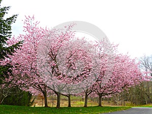 Cherry blossom pink flowers on trees in spring countryside