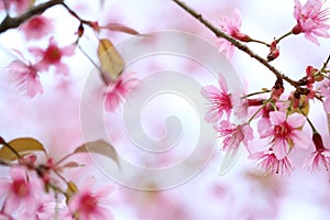 Cherry blossom , pink sakura flower