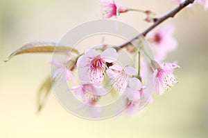 Cherry blossom , pink sakura flower