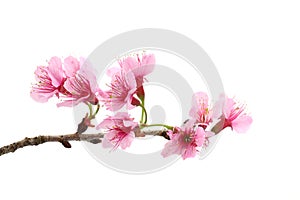 Cherry blossom , pink sakura flower