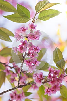 Cherry blossom or pink sakura flower