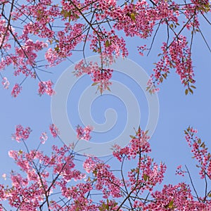 Cherry blossom or pink sakura flower against blue sky