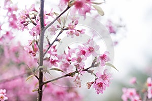 Cherry Blossom pink sakura Flower doi chang at chiang rai, Thailand