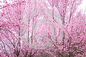 Cherry Blossom pink sakura Flower oriental phu lom lo Loei Thailand