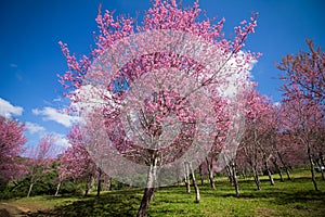 Cherry Blossom pink sakura Flower phu lom lo Loei Thailand