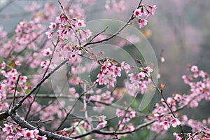 Cherry blossom , pink sakura flower with rain drop