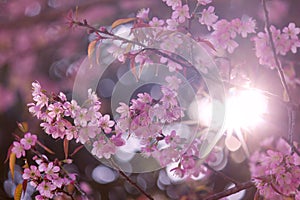 Cherry blossom or pink sakura flower with sunbeam