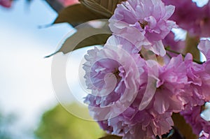 Cherry blossom. Pink sakura flowers on the tree.