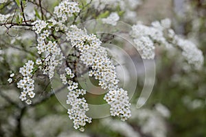 Cherry blossom plant with common name wild cherry, sweet cherry, gean or bird cherry and scientific name Prunus avium