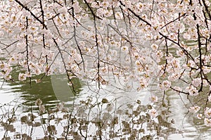 Cherry Blossom and Pond of Japenese Garden