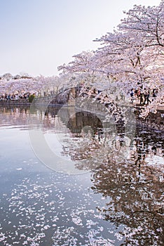 Cherry blossom with pool view