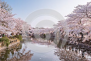 Cherry blossom with pool view