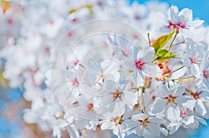 Cherry blossom, Prunus serrulata, full bloom