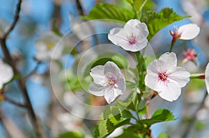 Cherry blossom, Prunus serrulata, full bloom