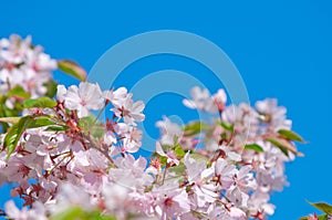 Cherry blossom, Prunus serrulata, full bloom