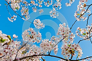 Cherry blossom, Prunus serrulata, full bloom