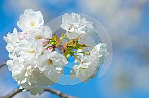 Cherry blossom, Prunus serrulata, full bloom