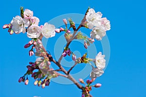 Cherry blossom, Prunus serrulata, full bloom