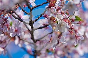 Cherry blossom, Prunus serrulata, full bloom