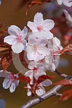 Cherry blossom, Prunus serrulata, full bloom