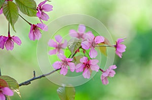 Cherry blossom, Prunus serrulata, full bloom