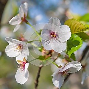 Cherry blossom, Prunus serrulata, full bloom