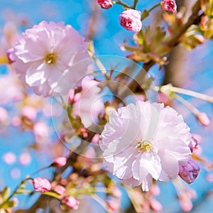 Cherry blossom, Prunus serrulata, full bloom