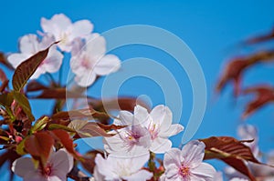 Cherry blossom, Prunus serrulata, full bloom