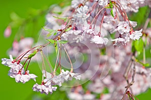 Cherry blossom, Prunus serrulata, full bloom