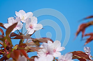 Cherry blossom, Prunus serrulata, full bloom