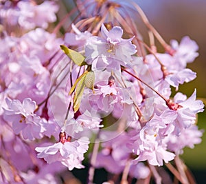 Cherry blossom, Prunus serrulata, full bloom