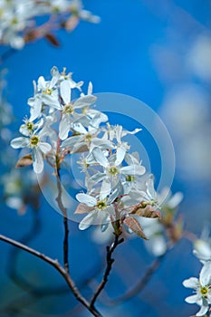 Cherry blossom, Prunus serrulata, full bloom