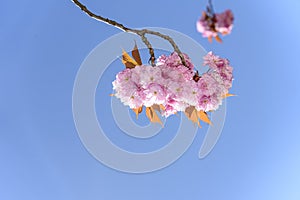 Cherry blossom, Prunus serrulata, Kanzan, Sekiyama