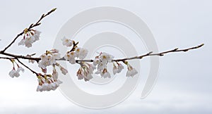 Cherry blossom in a rainy day