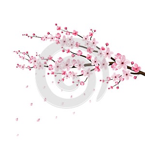 Cherry blossom realistic vector, sakura, japan photo