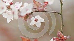 Cherry Blossom And Red Leaves. Light Blossom And Buds Of Prunus Avium Or Sakura.