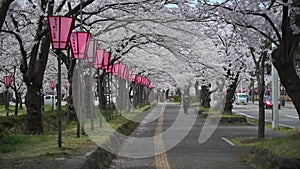 Cherry blossom relaxed park stroll