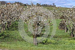 Cherry blossom in the Rheingau