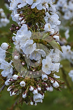 Cherry blossom in the Rheingau