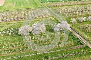 Cherry blossom in the Rheingau Germany