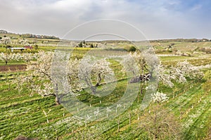 Cherry blossom in the Rheingau Germany