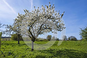 Cherry blossom in the Rheingau Germany